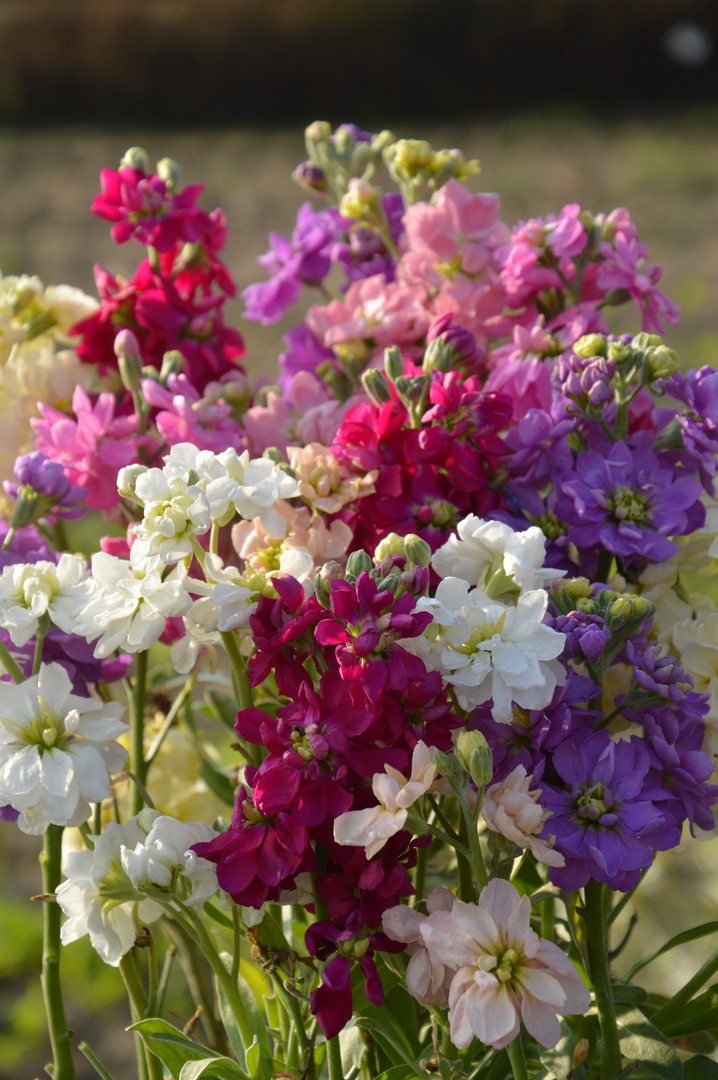 bukiet kolorowych lewkonii